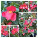 사철베고니아 (begonia) 이미지