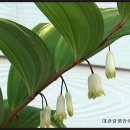 둥굴레펜션 이미지