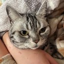 산책하는 고양이 | [공지] 🐾 산책하는 고양이 마루와 함께해요 (이웃환영💛)