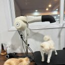 어서오시개냥 애견펜션 네이버블로그