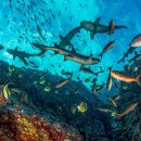 gc-camera-040 이미지