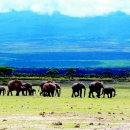 동물의 왕국 이미지