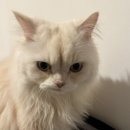 구로마쯔 이미지