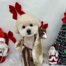 화사하개 이미지