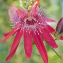 Passiflora 'Pura Vida Red' '프라 비다 레드' 이미지