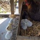 금수산펜션 이미지