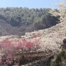 매화 어린이집 | 🌸 광양 매화축제 솔직후기｜5년 만에 다시 가본 달라진 섬진마을