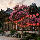 축산망원직매장 | 화순 만연사 배롱나무 개화시기 완벽정리 | 붉은 연등 포토존·주차장·만연산 치유의 숲 코스까지