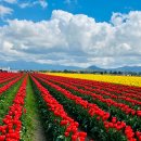 하얀렌트카(주) 이미지