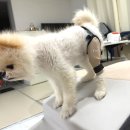 도그몰 | 강아지 슬개골 탈구 핏도그 후기!! 우리 아이 다리를 위해