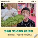 윙키핑키 | 영등포 고양이카페 윙키핑키 아이와 가볼만한곳 실내데이트 추천