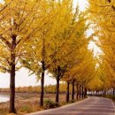 염치읍 은행나무길 이미지