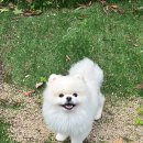 풍동동물병원 | 일산 펫스티벌동물병원 일요일 진료가능한 슬개골수술전문 병원, 건강검진비용과 수술후기