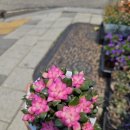 봄뜰화원 이미지