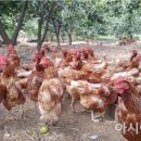 전일양계장 이미지