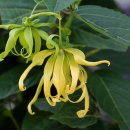 Ylang Ylang