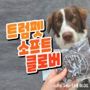 강아지기호성 좋은 황태사료 트럼펫 소프트클로버 힙앤조인트 급여후기