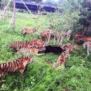 호랑이와 반달곰 이미지