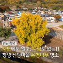 신촌정자마을회관 | 경남 창녕 신당마을 은행나무 숨은 단풍 명소 실시간 상황
