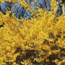 연세봄스킨 이미지