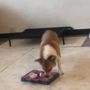 그대애개 이미지