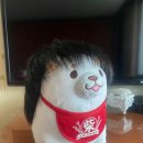 사파동250 이미지