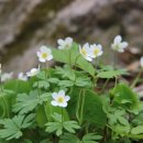 【홀아비바람꽃 Anemone koraiensis Nakai】「꽃대에 단 하나의 꽃만 피는 모습」 이미지
