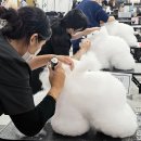 수 애견미용 이미지