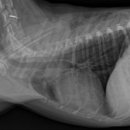 웰니스 동물병원 이미지