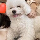 보스 애견호텔&유치원 네이버블로그