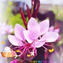 춤추는 <b>나비</b>를 닮은 분홍바늘꽃 (아이브 - 러브 다이브)