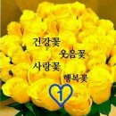 사랑꽃