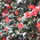 (주)푸른강산에 | 오인교의 전라도누정기행-장성 백헌유장(栢軒幽庄)-1