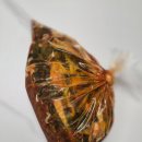 광보 | 광주 원조 김치 맛집, 일곡 광보네 파김치 후기