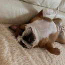 불독(bulldog) 이미지