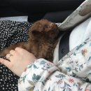 하빈애견농장 이미지