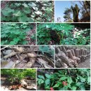 수배농장 이미지