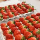 나비골농협노동조합 | [고향사랑기부제] 2025년 고향사랑기부제 / 함평 나비골 딸기 후기 및 추천