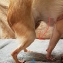 로로동물의료센터 이미지