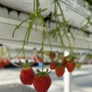 알로큰농장 | 춘천 가볼만한곳 강원도 춘천 딸기 체험 실내 데이트 장소 추천[ 농장알로록춘천딸기]