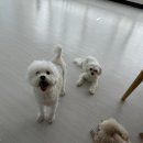 포그니유치원 이미지