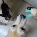 펫츠하우스고읍