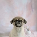 꿈꾸는 댕 이미지