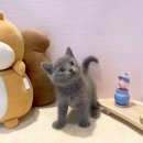 일산요미캣고양이분양