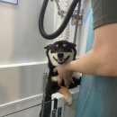 샤워하시개 이미지