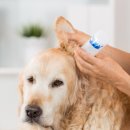 목욕하는 강아지 이미지