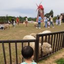 은아목장 | 수원 근교 (경기 남부) 아이랑 동물 먹이주기 체험 가능한 곳 리스트