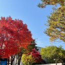 가좌울공원 앞 | 용산 효창공원 단풍 후기🍁 아이랑 산책하기 좋은 서울 도심 속 공원