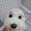 아름답개 이미지