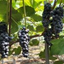 은산농장 이미지